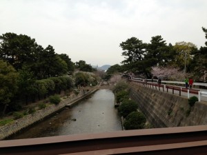 夙川のさくら