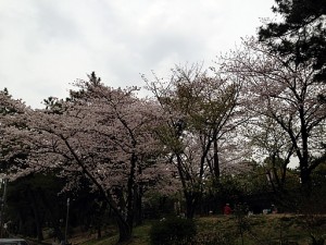 夙川のさくら